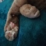 Foto del profilo di Ping