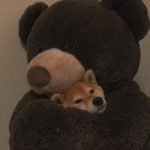 Foto del profilo di sylvisnt