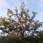 Foto del profilo di Dama_del_Labirinto