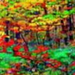 Foto del profilo di Xibrele