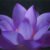 Foto del profilo di Lilac_Lotus